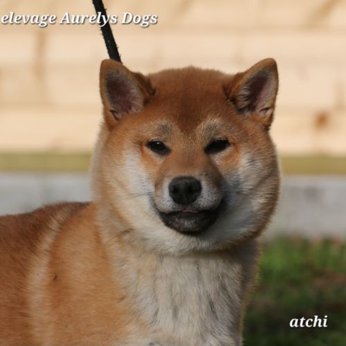 Dispo chiots shiba inu lof, prix exceptionnel #4