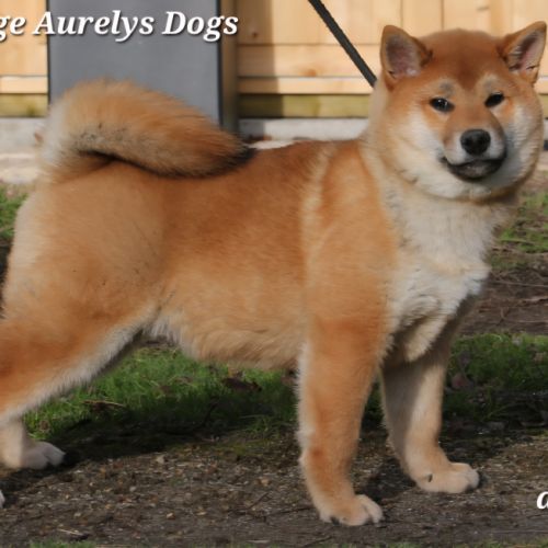 Dispo chiots shiba inu lof, prix exceptionnel #6