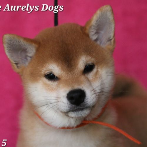 Dispo chiots shiba inu lof, prix exceptionnel #1