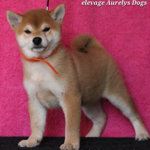 Dispo chiots shiba inu lof, prix exceptionnel #3
