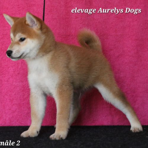 Dispo chiots shiba inu lof, prix exceptionnel #4