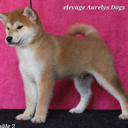 Dispo chiots shiba inu lof, prix exceptionnel #6