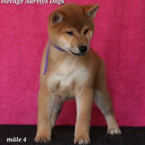 Dispo chiots shiba inu lof, prix exceptionnel #9