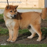 Dispo chiots shiba inu lof, prix exceptionnel #5