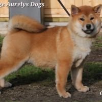 Dispo chiots shiba inu lof, prix exceptionnel #6