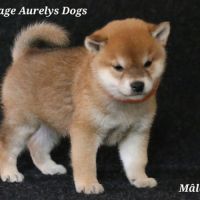 A réserver magnifique chiots shiba inu lof