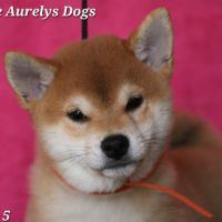 Dispo chiots shiba inu lof, prix exceptionnel #1