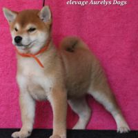 Dispo chiots shiba inu lof, prix exceptionnel