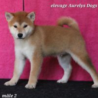 Dispo chiots shiba inu lof, prix exceptionnel #5