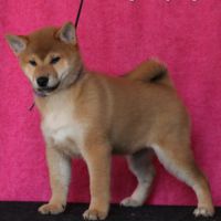 Dispo chiots shiba inu lof, prix exceptionnel #7