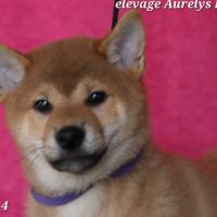 Dispo chiots shiba inu lof, prix exceptionnel #8