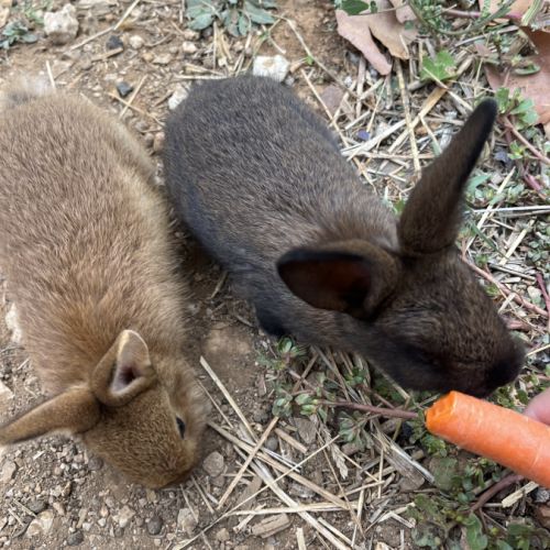 Bébés lapins #2