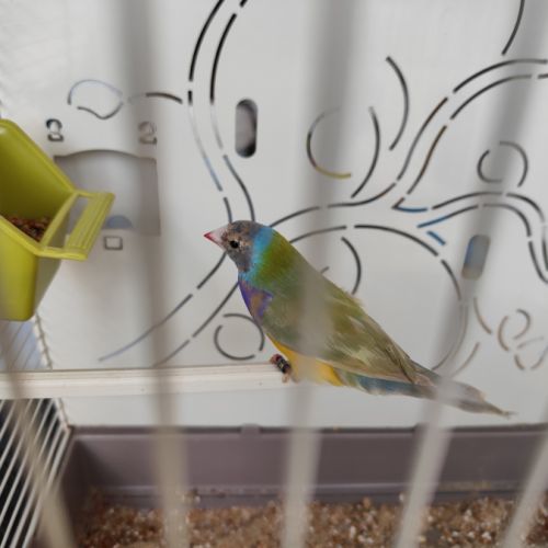 Diamant de gould mâle 2025 #1