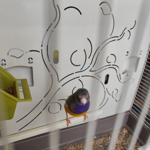 Diamant de gould mâle 2025