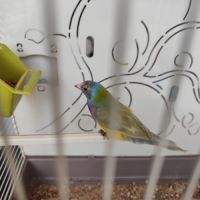 Diamant de gould mâle 2025 #1