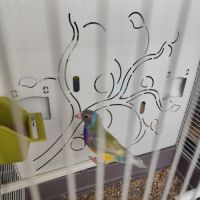 Diamant de gould mâle 2025 #3