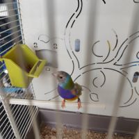 Diamant de gould mâle 2025 #4