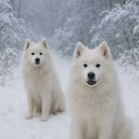 Spitz male 7 ans à donner