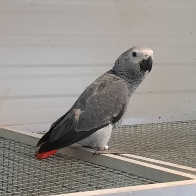 Perroquet gris du gabon