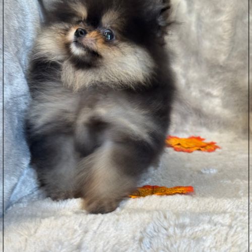 A réserver,pablo,mâle spitz nain poméranien,lof #2