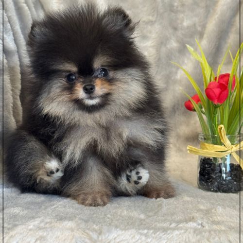 A réserver,pablo,mâle spitz nain poméranien,lof #5