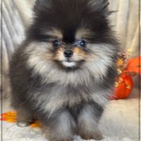 A réserver,pablo,mâle spitz nain poméranien,lof #1