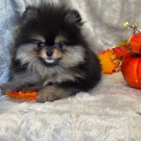 A réserver,pablo,mâle spitz nain poméranien,lof #0