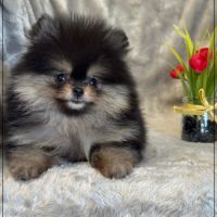 A réserver,pablo,mâle spitz nain poméranien,lof #4