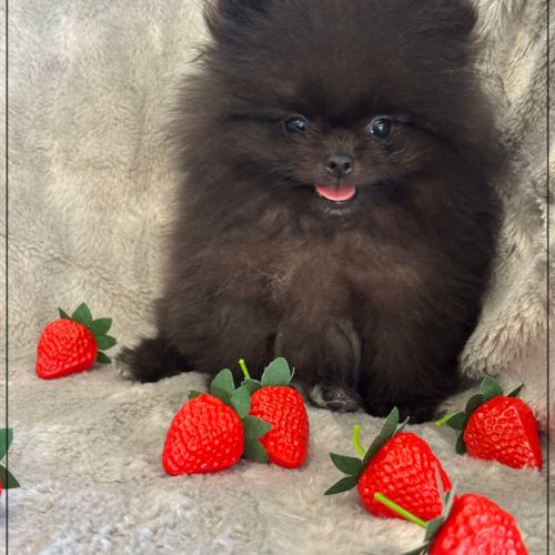 A réserver, julio, mâle type spitz nain poméranien