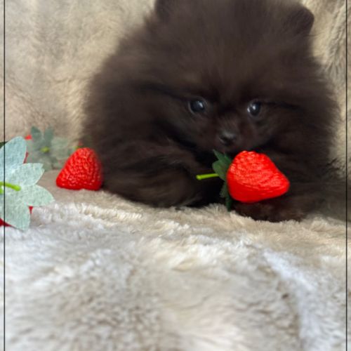 A réserver, julio, mâle type spitz nain poméranien #3