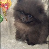 A réserver, julio, mâle type spitz nain poméranien #1