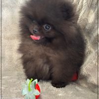 A réserver, julio, mâle type spitz nain poméranien #4