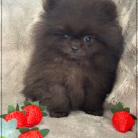 A réserver, julio, mâle type spitz nain poméranien #5