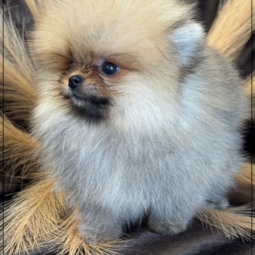 Milo,mâle type spitz extra nain poméranien #1