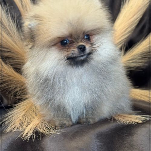 Milo,mâle type spitz extra nain poméranien