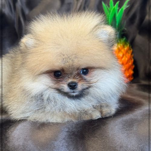 Milo,mâle type spitz extra nain poméranien #4