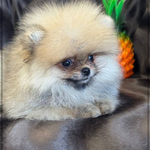 Milo,mâle type spitz extra nain poméranien #5