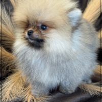 Milo,mâle type spitz extra nain poméranien #1