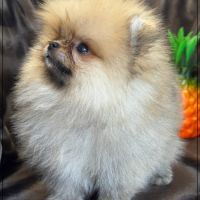 Milo,mâle type spitz extra nain poméranien #3