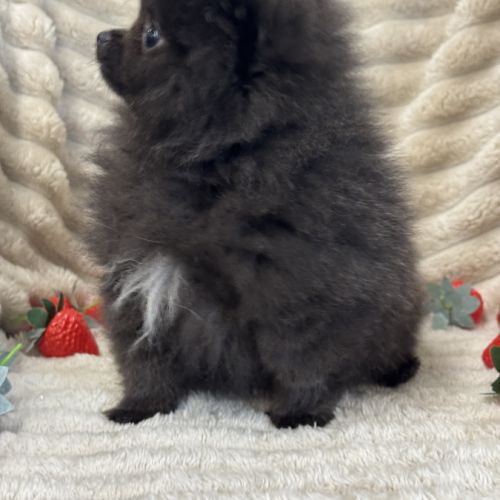 Douchka,femelle type spitz nain poméranien #1