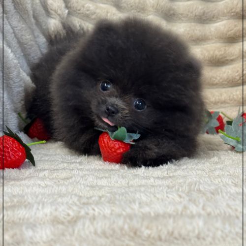 Douchka,femelle type spitz nain poméranien #2