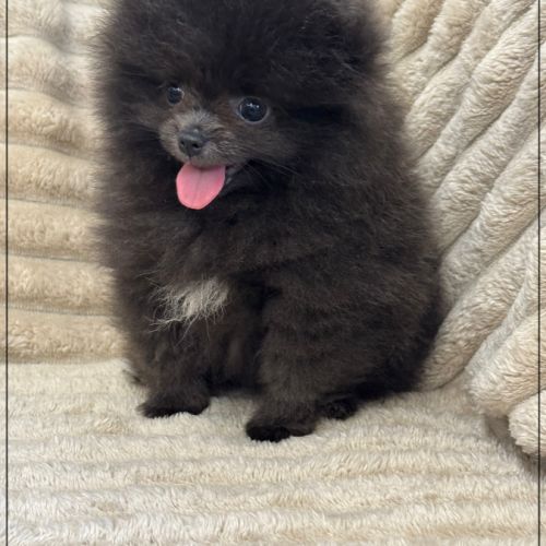 Douchka,femelle type spitz nain poméranien #3