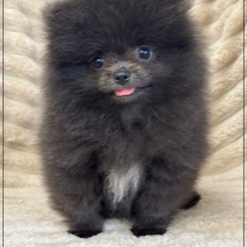 Douchka,femelle type spitz nain poméranien