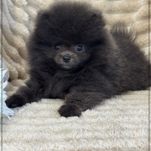 Douchka,femelle type spitz nain poméranien #5