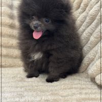 Douchka,femelle type spitz nain poméranien #3