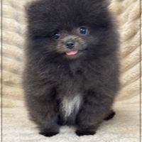 Douchka,femelle type spitz nain poméranien
