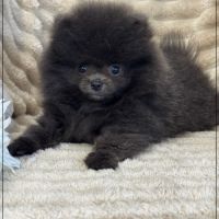 Douchka,femelle type spitz nain poméranien #5