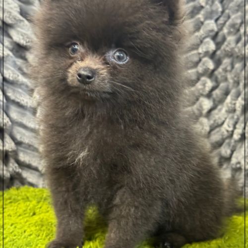 A réserver, charly,mâle type spitz nain poméranien