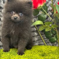 A réserver, charly,mâle type spitz nain poméranien #2