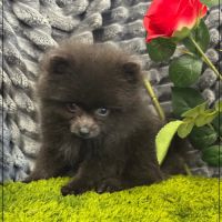A réserver, charly,mâle type spitz nain poméranien #3